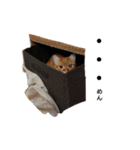 猫のいる生活"（個別スタンプ：8）