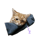 猫のいる生活"（個別スタンプ：9）