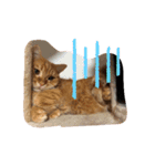 猫のいる生活"（個別スタンプ：11）