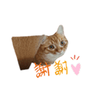 猫のいる生活"（個別スタンプ：12）