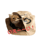 猫のいる生活"（個別スタンプ：13）