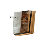 猫のいる生活"（個別スタンプ：14）