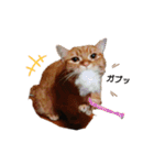 猫のいる生活"（個別スタンプ：15）