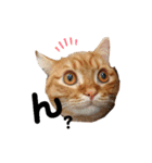 猫のいる生活"（個別スタンプ：16）