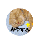 琥珀の日々③（個別スタンプ：1）