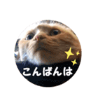 琥珀の日々③（個別スタンプ：4）