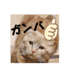 琥珀の日々③（個別スタンプ：7）