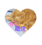 琥珀の日々③（個別スタンプ：10）