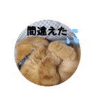 琥珀の日々③（個別スタンプ：12）