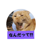 琥珀の日々③（個別スタンプ：14）