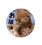 琥珀の日々③（個別スタンプ：16）