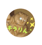 琥珀の日々③（個別スタンプ：19）