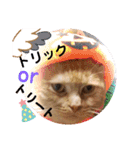 琥珀の日々③（個別スタンプ：20）