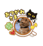 琥珀の日々③（個別スタンプ：24）