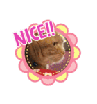 琥珀の日々③（個別スタンプ：37）