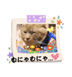 琥珀の日々③（個別スタンプ：38）