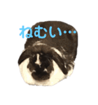 こうし将軍のスタンプ（個別スタンプ：3）