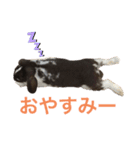 こうし将軍のスタンプ（個別スタンプ：4）