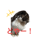 こうし将軍のスタンプ（個別スタンプ：8）