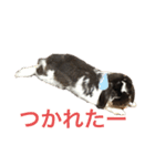 こうし将軍のスタンプ（個別スタンプ：9）