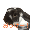 こうし将軍のスタンプ（個別スタンプ：13）
