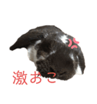 こうし将軍のスタンプ（個別スタンプ：19）