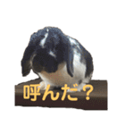 こうし将軍のスタンプ（個別スタンプ：22）