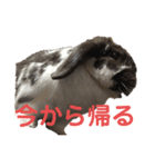 こうし将軍のスタンプ（個別スタンプ：23）