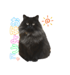 ラガマフィンのシオ 1（個別スタンプ：1）