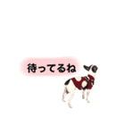 チワワのpinoスタンプ④（個別スタンプ：19）