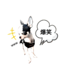 チワワのpinoスタンプ④（個別スタンプ：28）