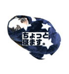 チワワのpinoスタンプ④（個別スタンプ：35）