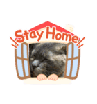 我が家のにゃんず4（個別スタンプ：1）