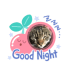 我が家のにゃんず4（個別スタンプ：3）