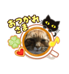 我が家のにゃんず4（個別スタンプ：5）