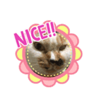 我が家のにゃんず4（個別スタンプ：7）