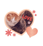 うちねこSTAMP（個別スタンプ：1）