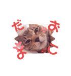 うちねこSTAMP（個別スタンプ：2）