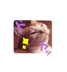 うちねこSTAMP（個別スタンプ：3）