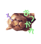 うちねこSTAMP（個別スタンプ：4）