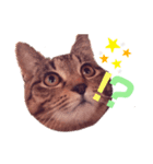 うちねこSTAMP（個別スタンプ：5）