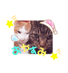 うちねこSTAMP（個別スタンプ：8）