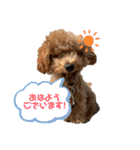 トイプードル玄米（個別スタンプ：2）