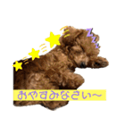 トイプードル玄米（個別スタンプ：3）