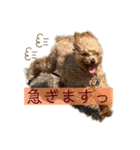 トイプードル玄米（個別スタンプ：8）