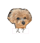 トイプードル玄米（個別スタンプ：11）