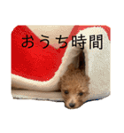 トイプードル玄米（個別スタンプ：13）