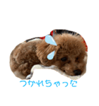 トイプードル玄米（個別スタンプ：17）