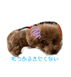トイプードル玄米（個別スタンプ：18）