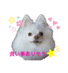 ポケコロちゃん 3（個別スタンプ：9）